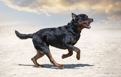 Dogs running on beach