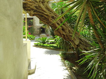 Close-up of palm tree by lake against building