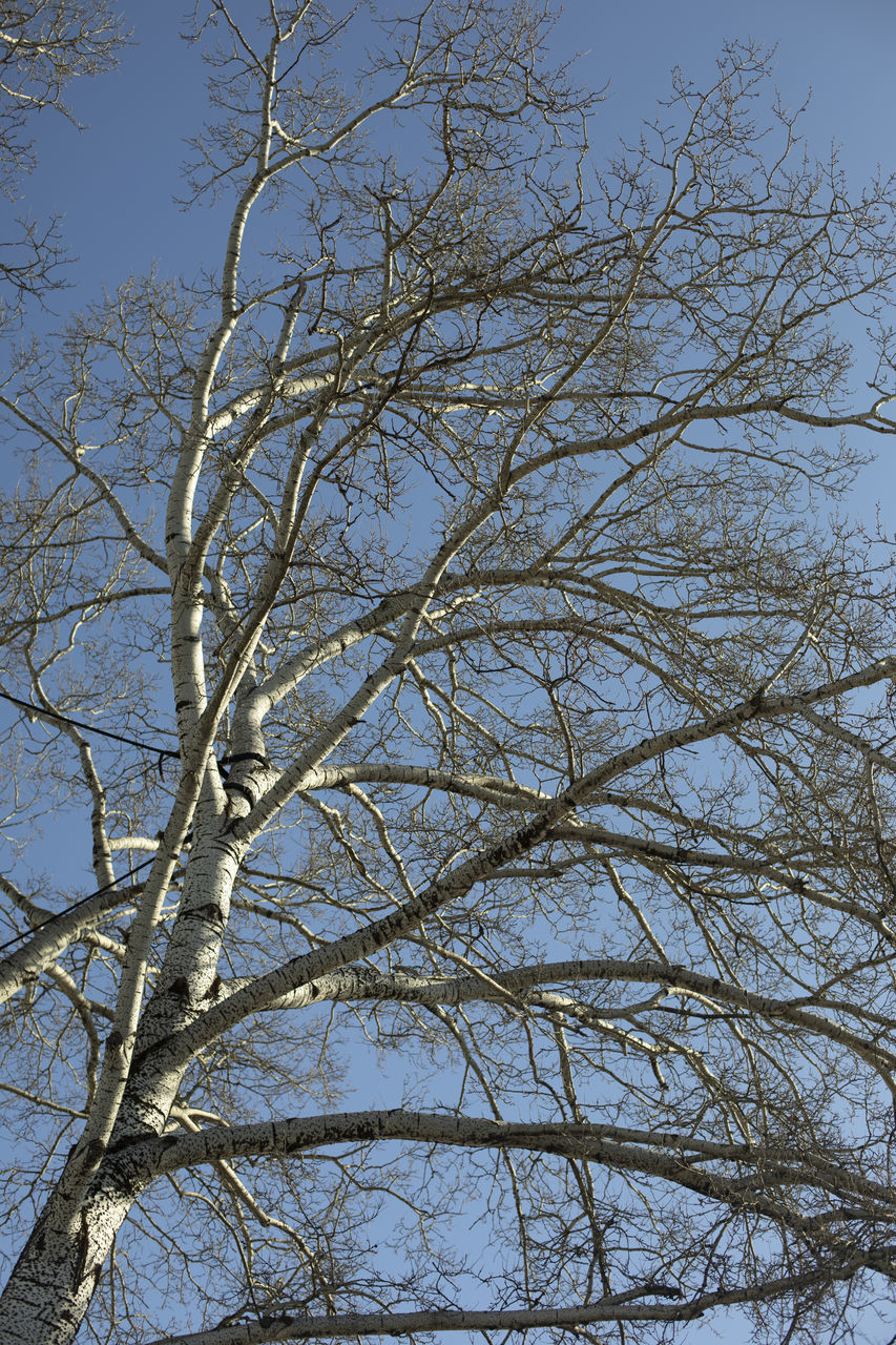 tree, winter, branch, plant, sky, low angle view, bare tree, nature, no people, leaf, clear sky, beauty in nature, day, snow, frost, outdoors, flower, twig, tranquility, blue, freezing