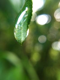 Close-up of leaves