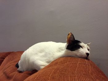 Cat lying on sofa