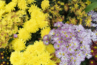 Full frame shot of yellow flowering plants