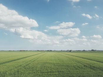 Scenic view of agricultural field against sky