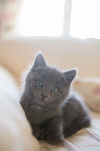 Close-up portrait of cat with kitten