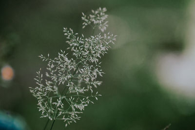 Close-up of frozen plant
