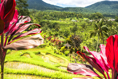 Scenic view of grassy field against mountains