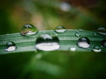 Close-up of water drop on leaf