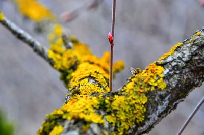 Close-up of yellow flower on tree trunk
