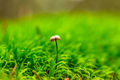 Close-up of mushroom growing on field