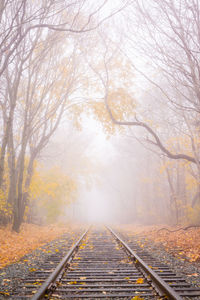 Railroad tracks amidst trees on foggy autumn day