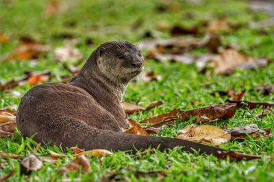 A large otter enjoying the sun from the lawn