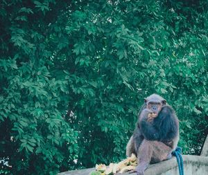 Monkey sitting on rock