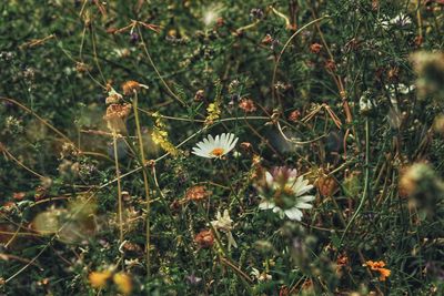 High angle view of flowering plants on land