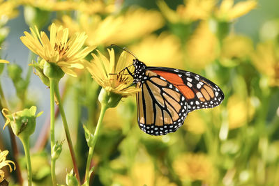 Monarch butterfly