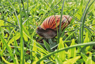 Close-up of butterfly on grass in field