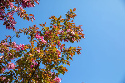 Low angle view of tree against clear blue sky