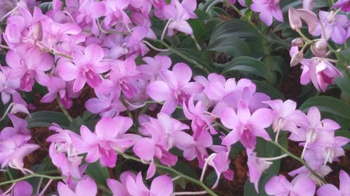 Close-up of pink flowers