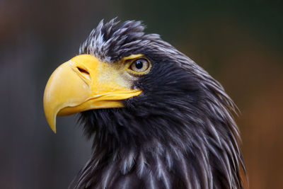 Close-up of bird outdoors