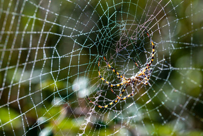 Tiger spider in the morning