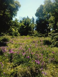 Purple flowering plants on land in forest