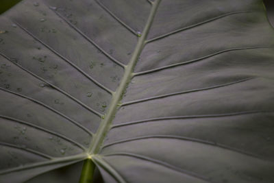 Full frame shot of plant leaves