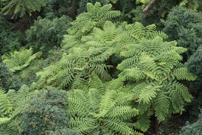 Full frame shot of green leaves