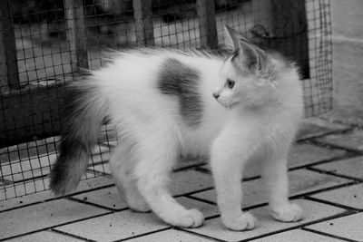 Close-up of cat sitting in cage