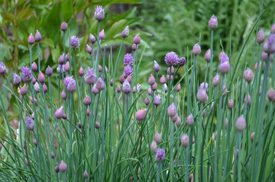 Close-up of purple flowers blooming outdoors