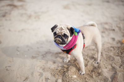 Portrait of pug standing on beach