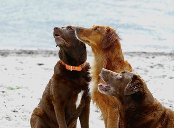 Close-up of dog on beach