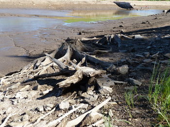 High angle view of driftwood on beach