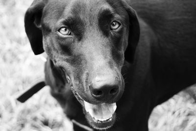 Close-up portrait of dog