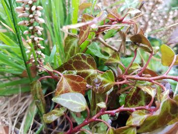 Close-up of a plant