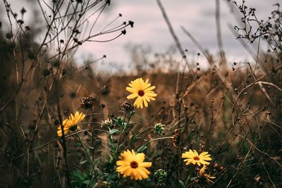 Close-up of yellow flowering plants on field