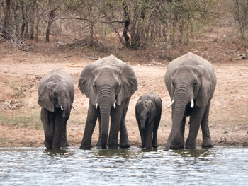 Rear view of elephant standing in water