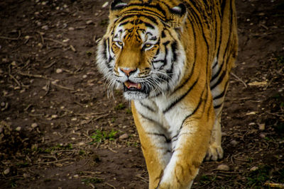 Close-up portrait of tiger