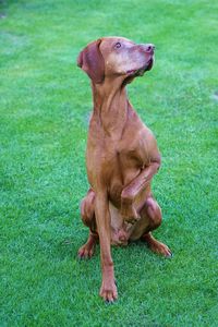 Dog on grassy field