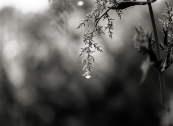 Close-up of wet tree during winter