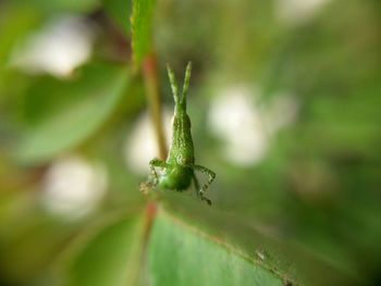 Close-up of ant on leaf