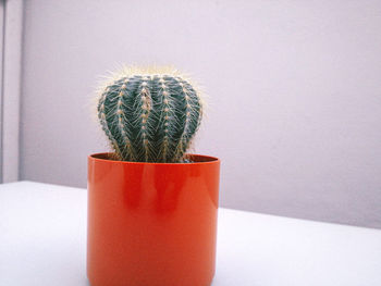Close-up of cactus plant in pot