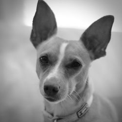 Close-up portrait of dog