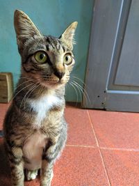 Portrait of cat looking at camera at home