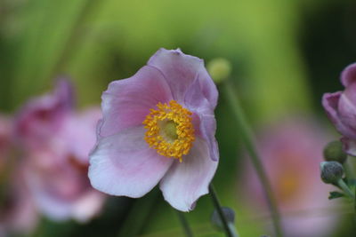 Close-up of purple flower