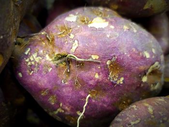 Close-up of purple fruit on plant