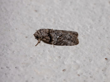 Close-up of insect on sand