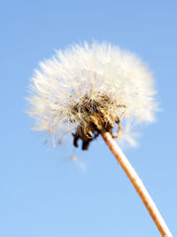 Close-up of dandelion flower