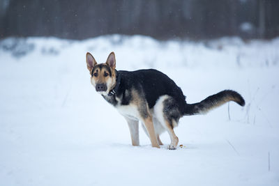 Dog on snow covered land