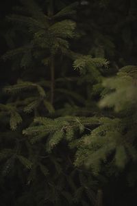 Close-up of pine tree