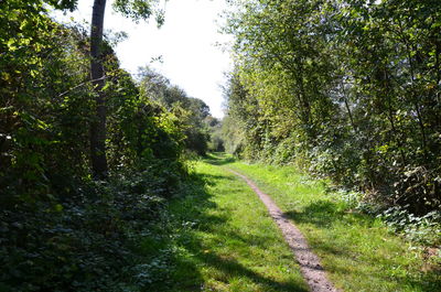 Road amidst trees in forest