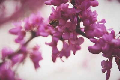 Close-up of pink flowers